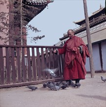 View of Buddhist monk feeding pigeons