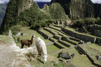 View of the "Northern Terraces" at Machu Picchu and two llamas