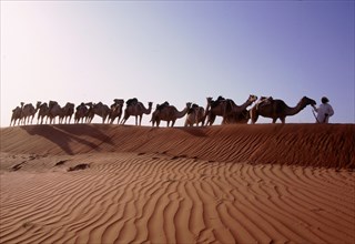 Camel train crossing sand dunes in the desert