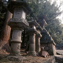 A sacred deer in the park at Nara