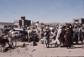 Group of Yemenis with donkeys