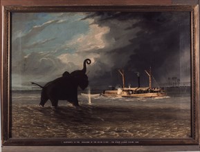 Elephants in the Swallows of the Shire River   The Steam launch Firing' by Thomas Baines (27/11/1820   8/5/1875), an English artist and explorer of British colonial southern Africa and Australia