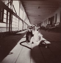 Monkey and lemur aboard the S.S. Balmoral Castle