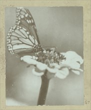 Butterfly on a flower