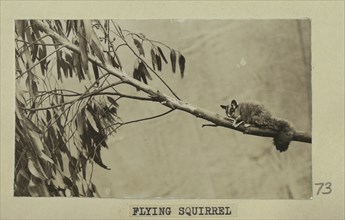 Flying squirrel