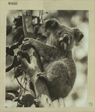 Koala bear eating leaves