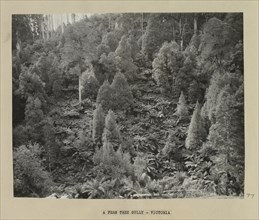 A fern tree gully, Victoria