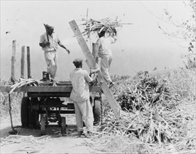 Sugar cane harvest Barbados