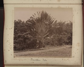Travellers palm tree
