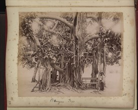 Two people seated beneath banyan tree