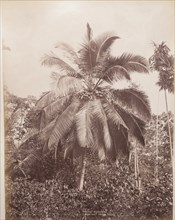Coconut Palm, Sri Lanka