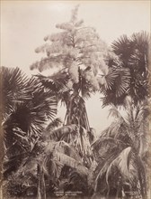 A Talipot Palm, Sri Lanka