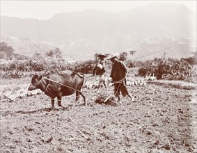 A Chinese farmer harrows a field