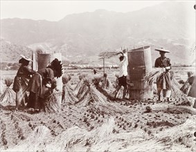 Harvesting rice by hand