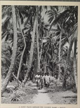 A coconut grove on Naviti