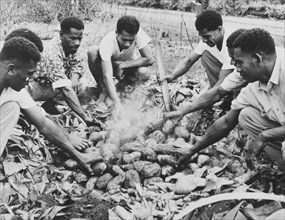 Cooking sweet potatoes in a 'lovo'