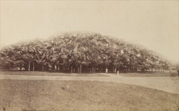 Banyan trees, Kolkata