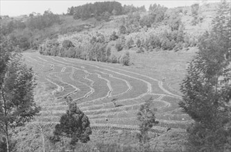 A field terraced by the Soil Conservation Service