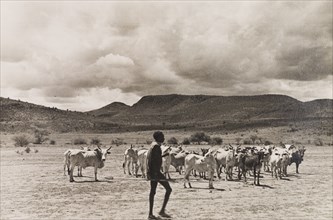 Herding cattle, Kenya