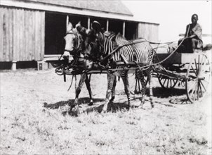 Buggy harnessed with mule and zebra