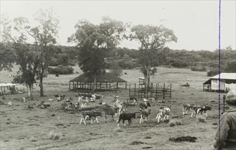 Cattle on a European settler's farm