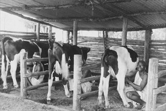 Milking Friesians on a farm near Molo