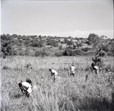 Harvesting