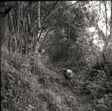 Old cattle pathway