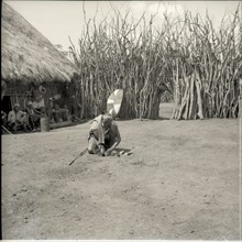 Planting wood in centre of homestead