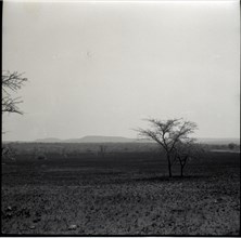 Serengheti plains and very distant animals