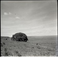 Tree of inyangi (isubo?) on edge of escarpment