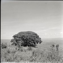 Tree of inyangi (isubo?) on edge of escarpment