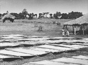 Pyrethrum drying in the sun