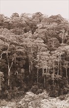 Indigenous forest on the Meru-Embu road