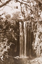 Thomson's Falls, framed by a cedar tree