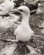 An adult gannet