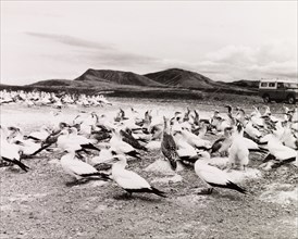 Gannets and their young, Cape Kidnappers near Napier, North Island
