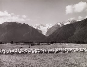 Herding Sheep, near Fox Glacier, South Island