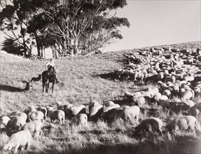 Mustering lambs, Hoemoana Station, near. Waimarama