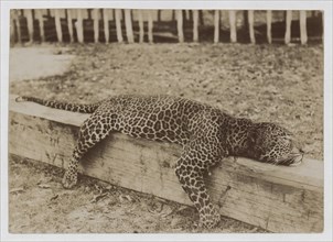Leopard at Bonny