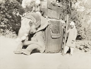 Elephant with passengers