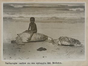 Boy with sea turtles on the beach, Benadir