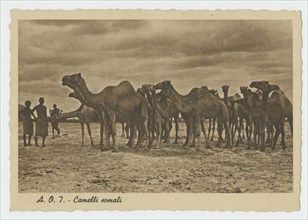 Postcard of Somali camels