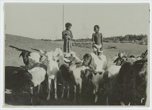 Boys with a herd of goats