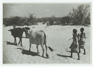 Somali girls driving cattle