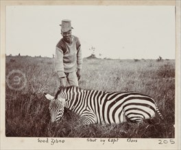 Hunted zebra