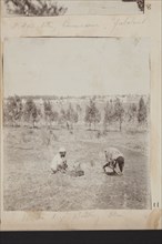 Farm labourers planting trees