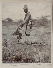 Hunted kudu