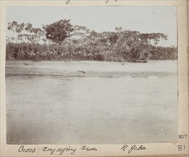 Crocodiles, River Juba