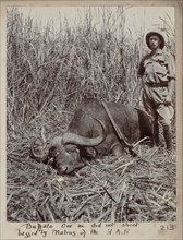 Hunted buffalo
